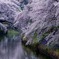 春の千鳥ヶ淵