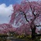 枝垂れ桜２