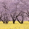桜 菜の花 西都原古墳