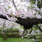 朝桜1