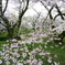朝桜2