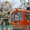 愛媛県松山市　桜の路面電車