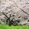 桜2017