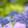 Hydrangea flight