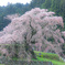 又兵衛桜