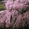 醍醐寺の枝垂れ桜