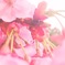 桜かな？梅かな？