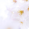 sakura2017