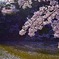 A shower of cherry blossoms