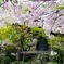 徳島市　瑞巌寺の桜