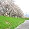 桜並木と花びらの絨毯