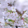 桜満開