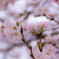 やっと咲いた「桜」