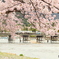 桜満開の嵐山#1