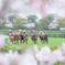 春競馬