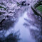 花は桜木、人は武士