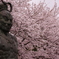 仁王桜