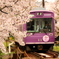 嵐電 桜のトンネル