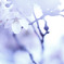 smells like spring