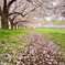 霧雨けむる桜道