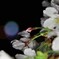 春の粒4