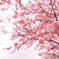 桜陽光