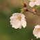 宇治田原の桜