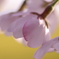 桜と菜の花
