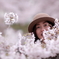 桜色に囲まれて
