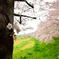 霧雨けむる土手沿い桜散歩道