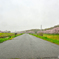 霧雨けむる土手沿い桜散歩道