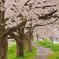 霧雨けむる土手沿い桜散歩道