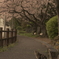 桜にゃんこ