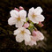 2017年４月　桜