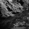 千鳥ヶ淵B&W-1