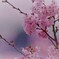 しずくPink　桜色の記憶。