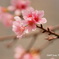 桜@香港