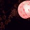 家山トンネル　桜提灯