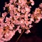家山トンネル　雨の夜桜