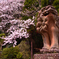 狛犬と桜