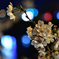 夜桜