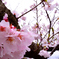 チェリーロード桜