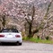 オープンカーと桜