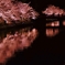 京都 岡崎疎水 夜櫻