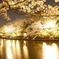 黄金夜桜