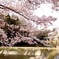 2017-04-10 の桜 