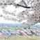 桜とこいのぼり