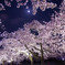 夜桜照らす月光