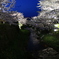 一の坂川　夜桜