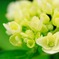 hydrangea